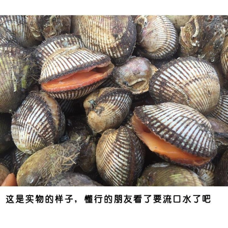 毛蛤蜊海鲜鲜活蛤蜊毛蚶毛蛤水产血蛤海鲜贝类