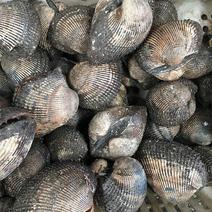 毛蛤蜊海鲜鲜活蛤蜊毛蚶毛蛤水产血蛤海鲜贝类