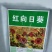 向日葵,观赏向日葵、油葵，多头向日葵
