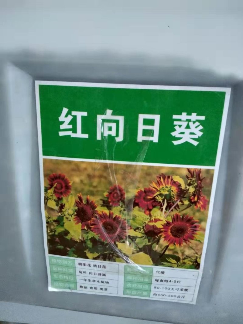 向日葵,观赏向日葵、油葵，多头向日葵