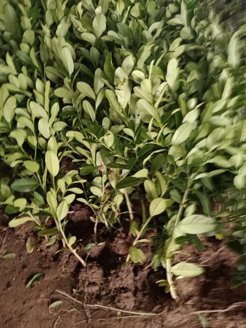柠檬苗香水柠檬苗无籽青柠檬苗基地直发欢迎选购