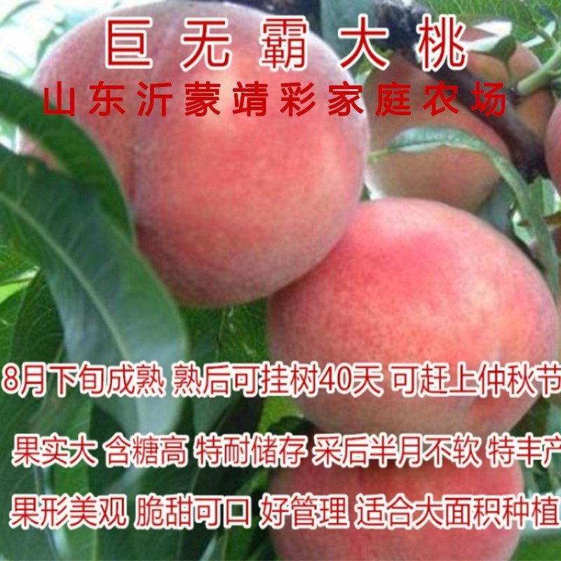 巨无霸桃树苗巨无霸大桃苗嫁接品种桃树苗南北方种植苗