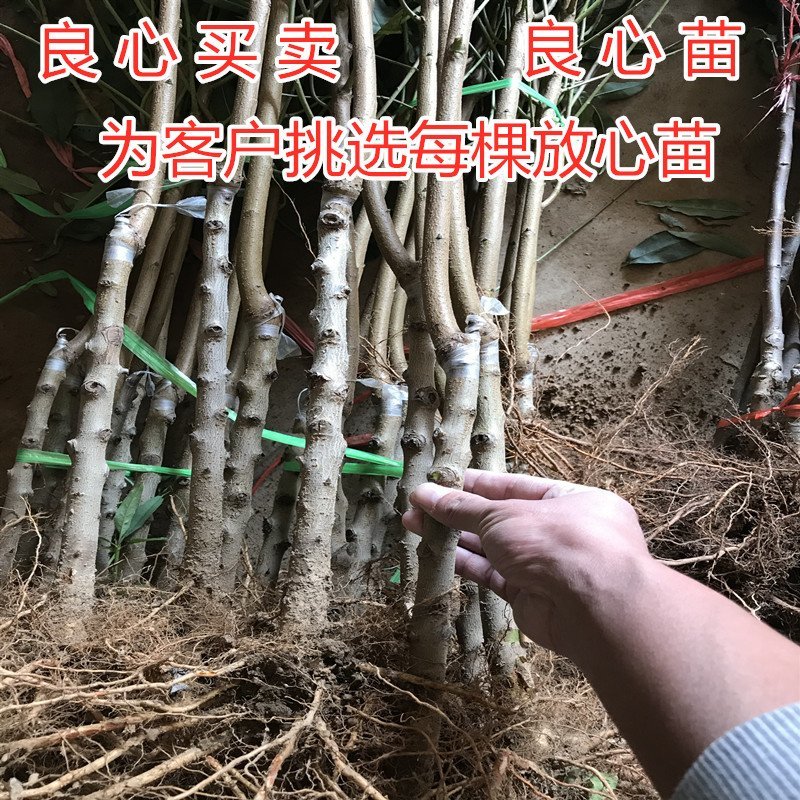 巨无霸桃树苗巨无霸大桃苗嫁接品种桃树苗南北方种植苗