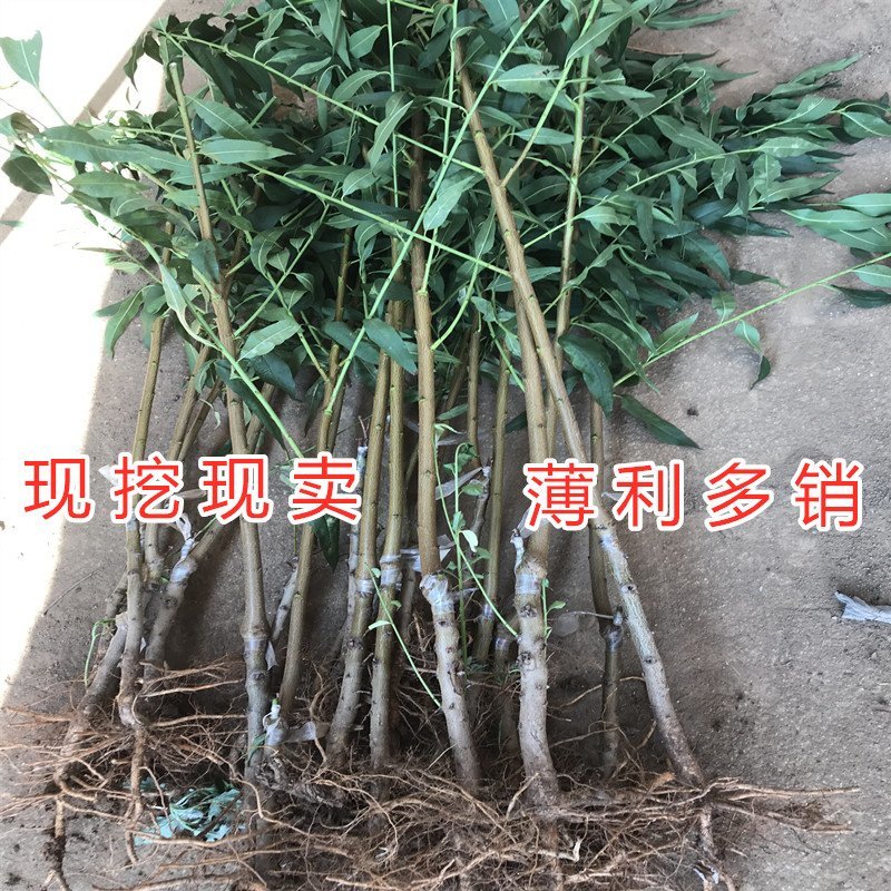 巨无霸桃树苗巨无霸大桃苗嫁接品种桃树苗南北方种植苗