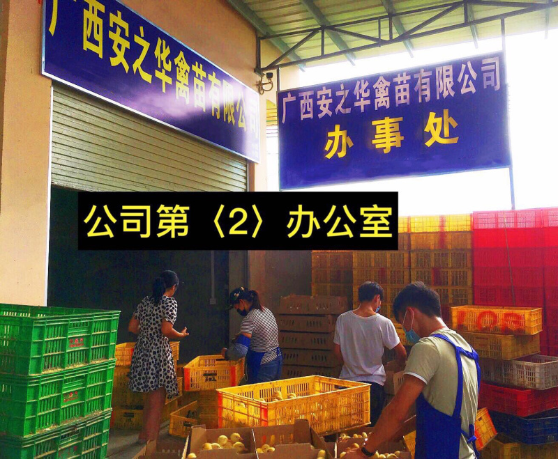 珍珠鸡苗，️质量保障、店内有（诚信企业）证明书