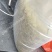 青蛙蝌蚪苗黑斑蛙幼苗免费提供青蛙养殖技术包回收成品蛙