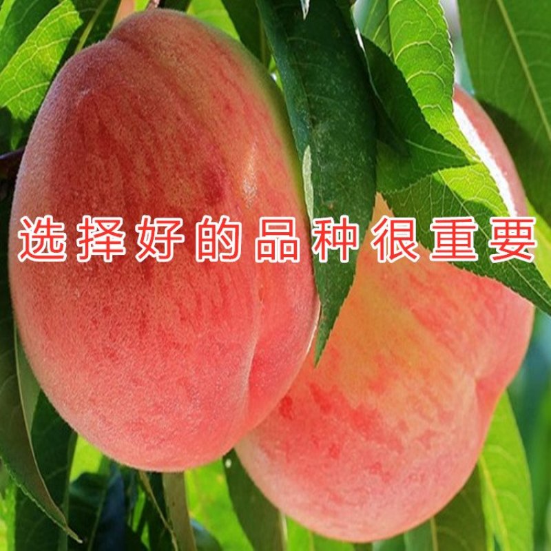 白如玉桃树苗嫁接白如玉桃树苗南北方种植包品种桃树苗