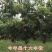 白如玉桃树苗嫁接白如玉桃树苗南北方种植包品种桃树苗