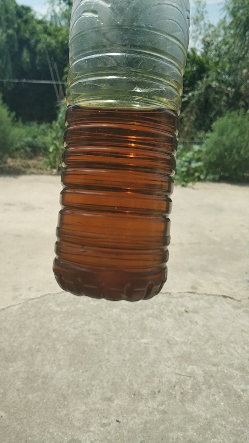 油菜籽批发市场湖北本地菜籽