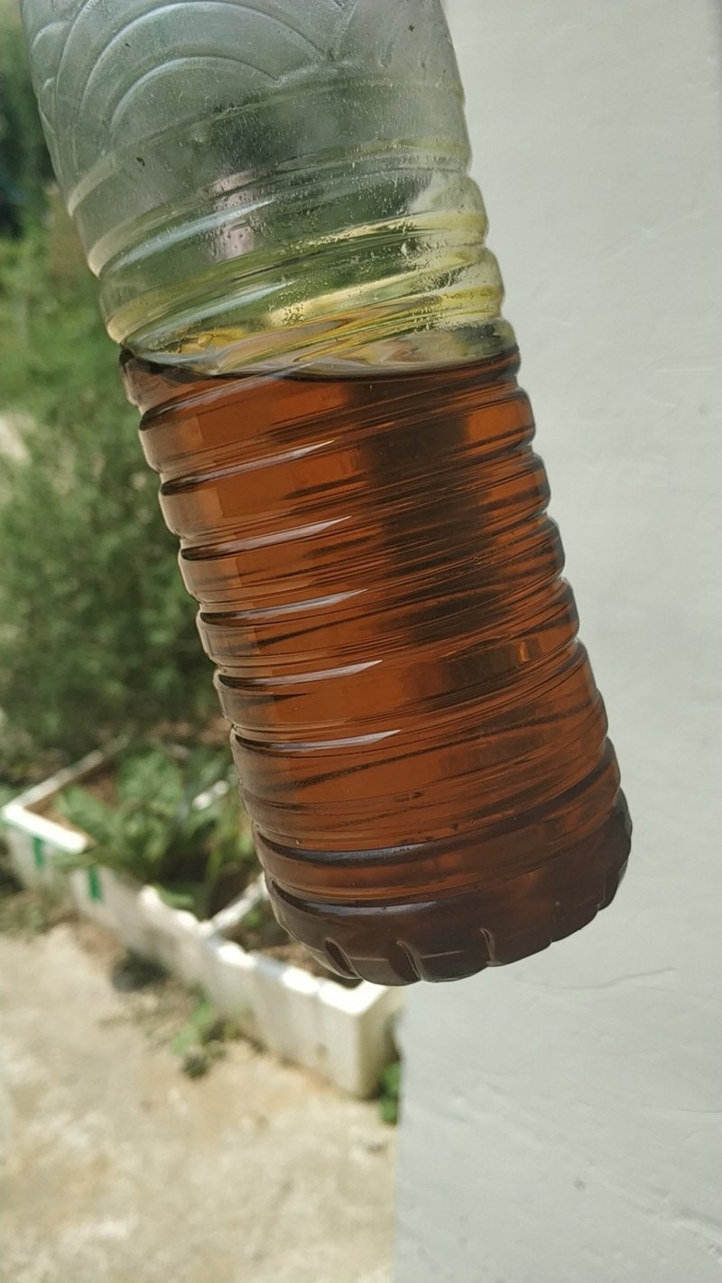 油菜籽批发市场湖北本地菜籽