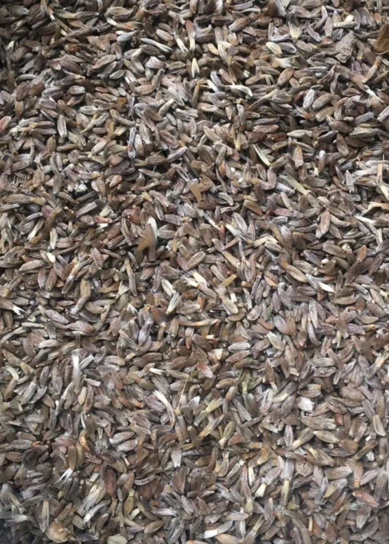 白术种子