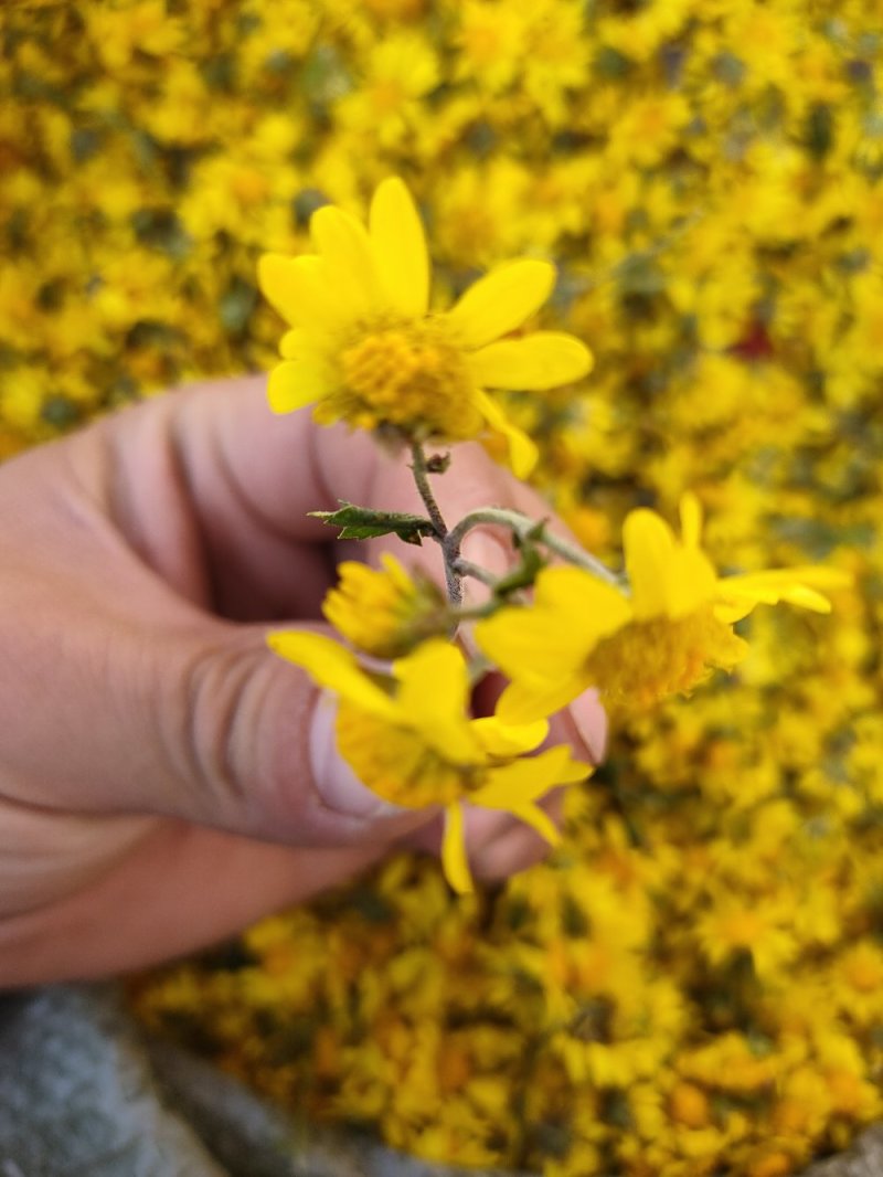 野菊花，湖南高山地区野菊花，无硫，纯野生货