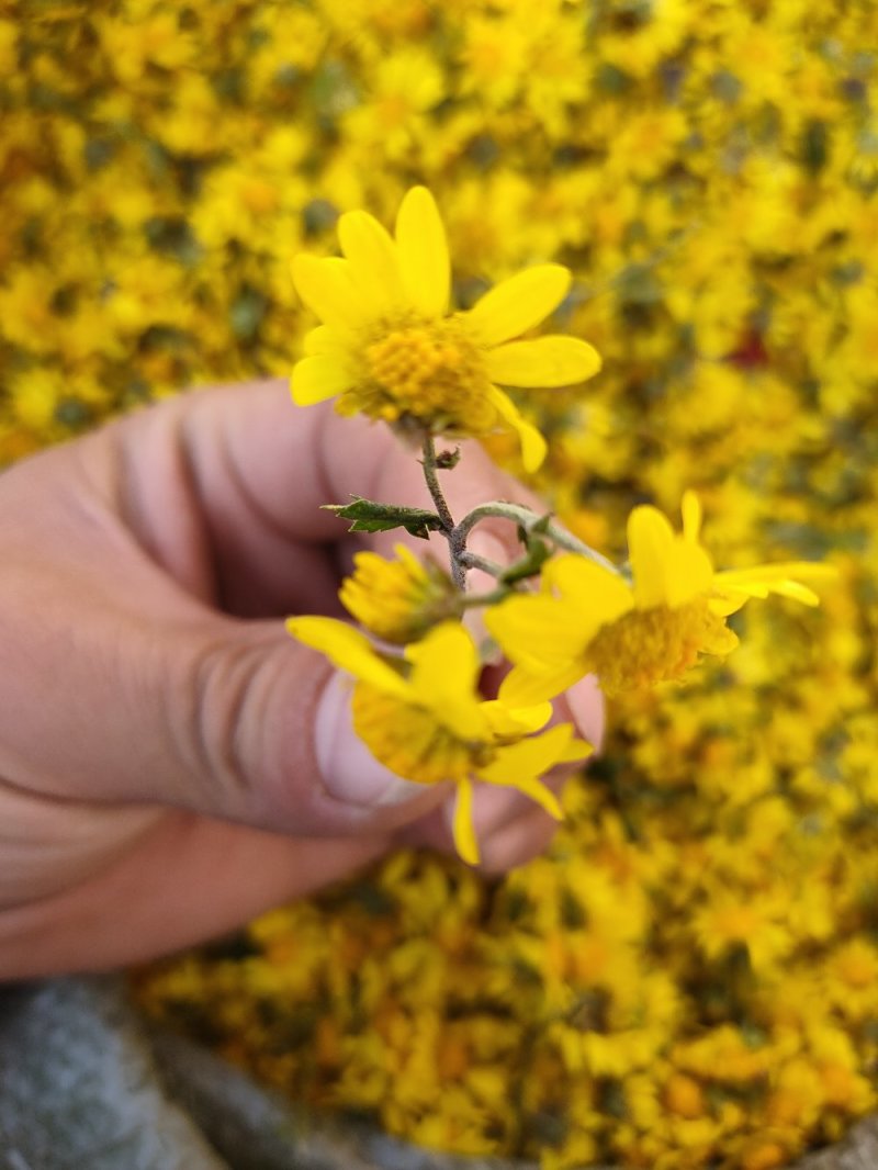 野菊花，湖南高山地区野菊花，无硫，纯野生货