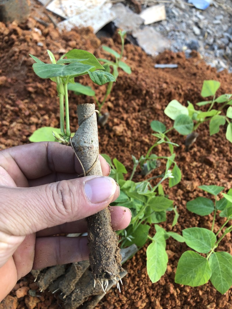 优质高产无渣精选无芽头粉葛种苗