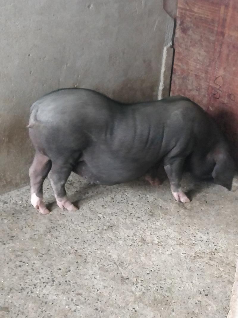 广西梧州种猪场出售原种一代太湖母猪包成活率货到付款