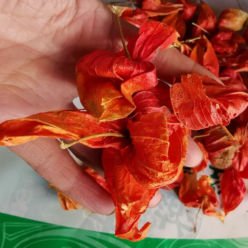 锦灯笼红菇娘酸浆果挂金灯无硫净货保正品批发零售冷背中药材