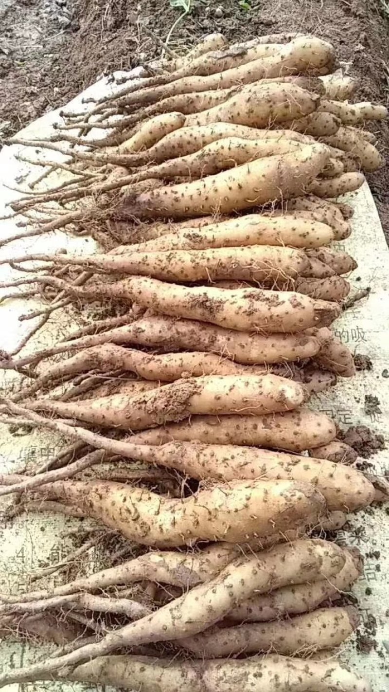 山药原种，山药种苗，白芋山药种苗，小白嘴，山药嘴子