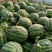 嫁接西瓜苗自根西瓜苗