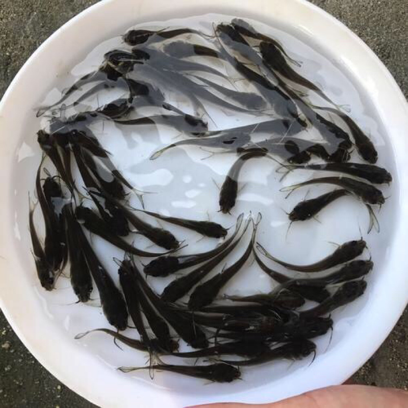 叉尾鮰鱼苗+300亩大型孵化基地+免费技术指导