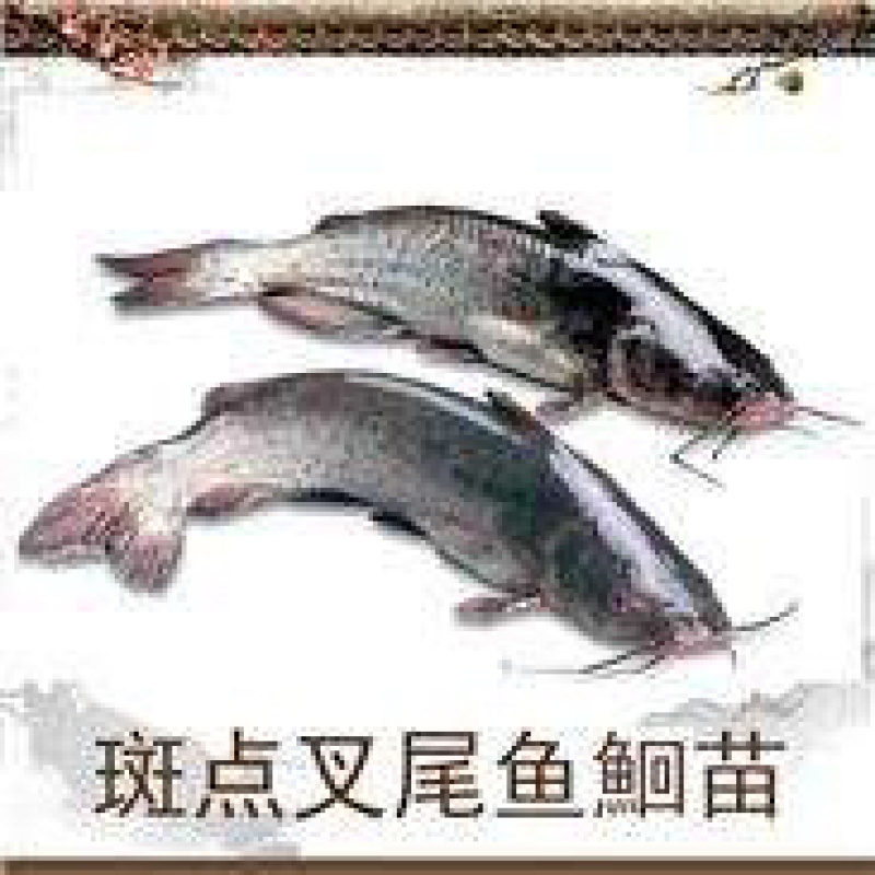 叉尾鮰鱼苗+300亩大型孵化基地+免费技术指导