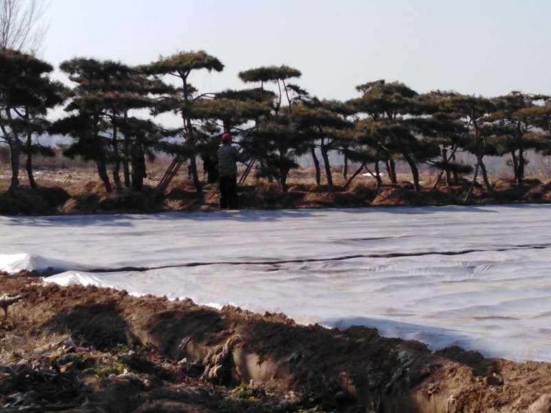 造型松