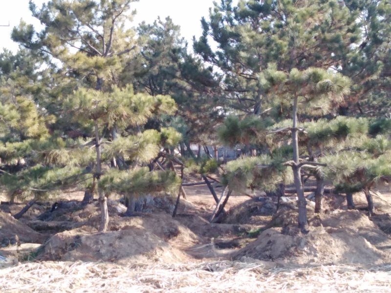 造型松