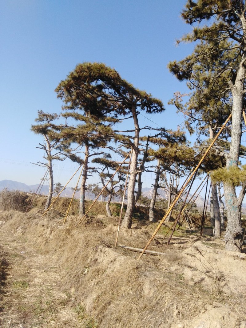 造型松