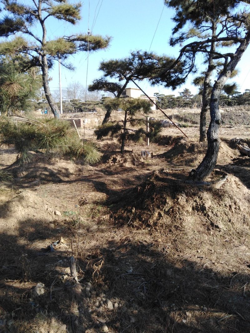 造型松