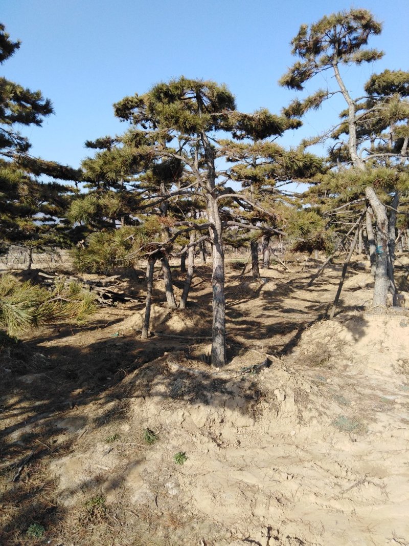 造型松