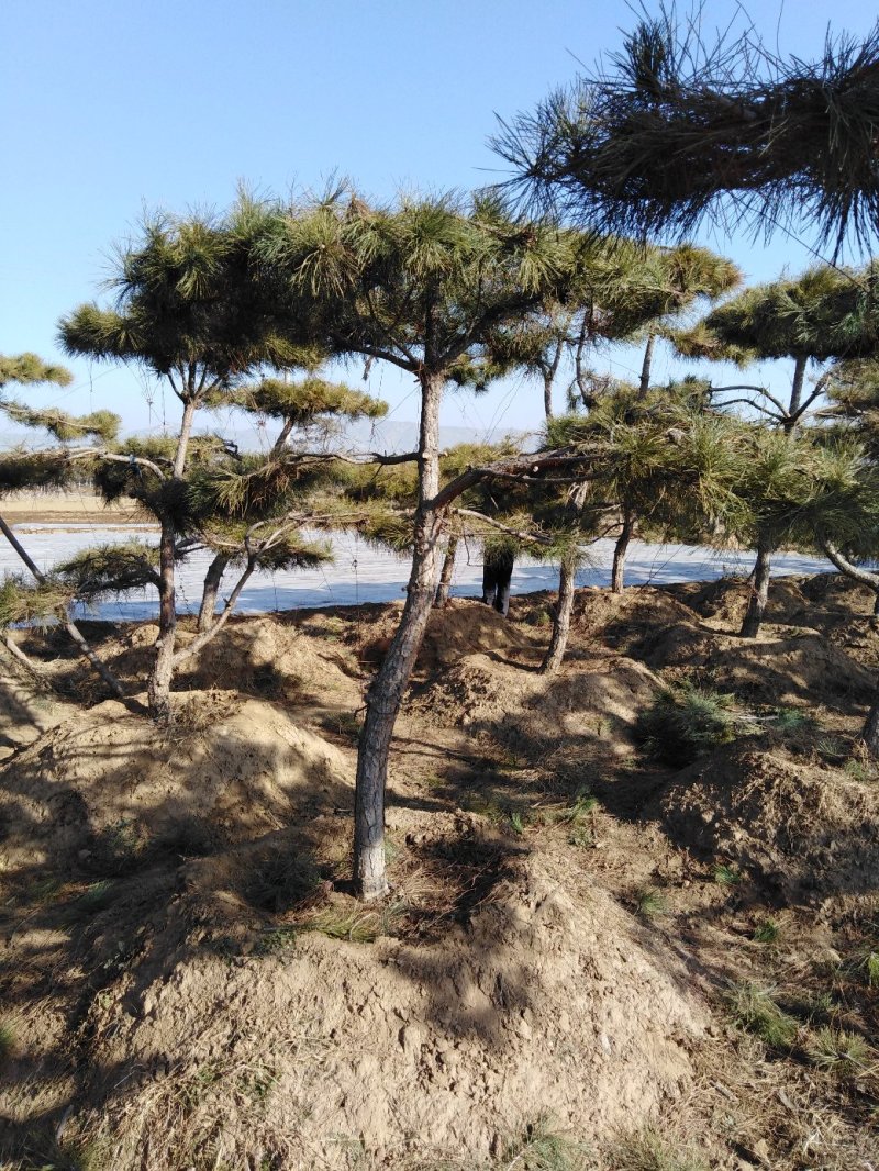 造型松