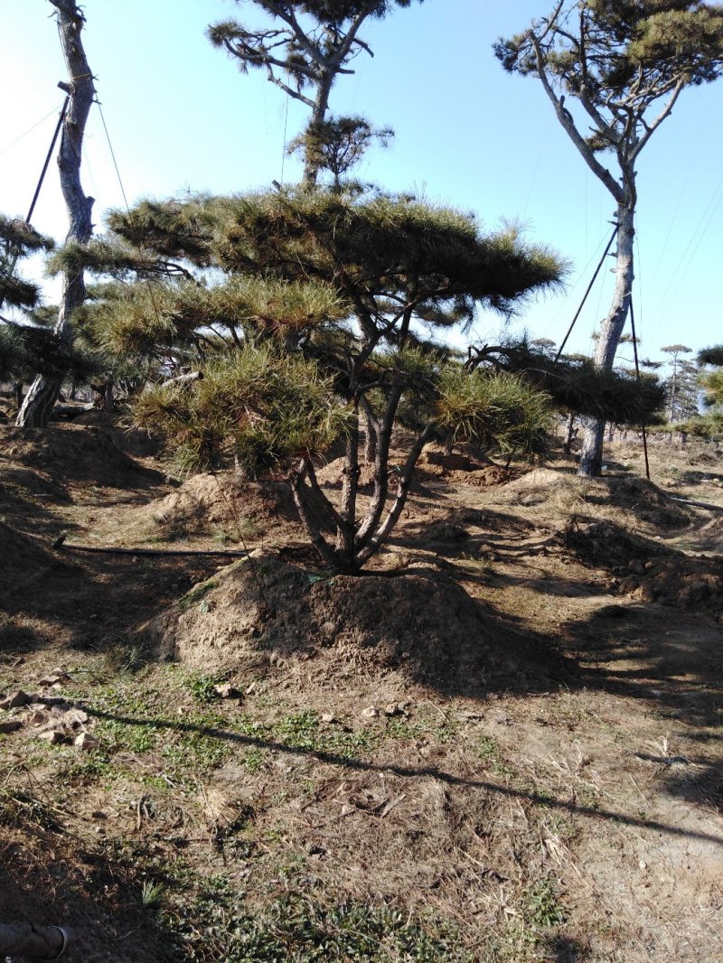 造型松