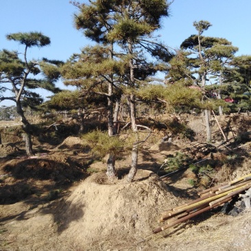 造型松