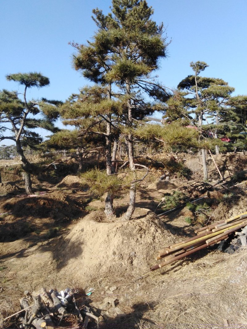 造型松