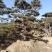 造型松