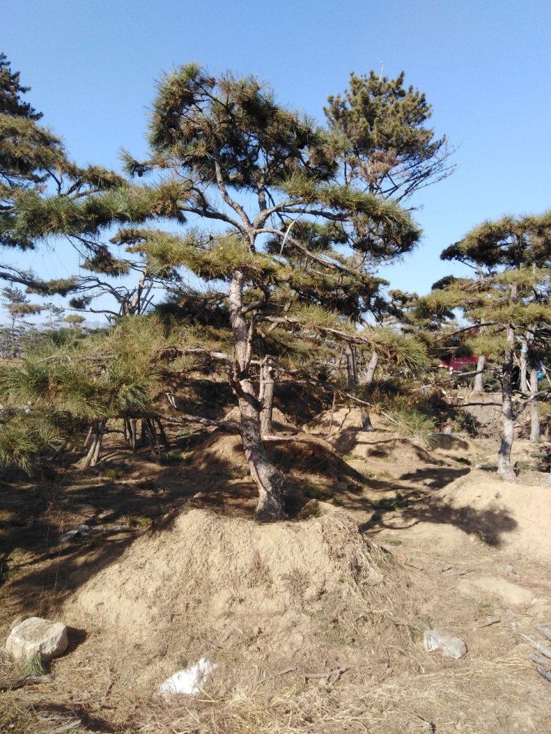 造型松