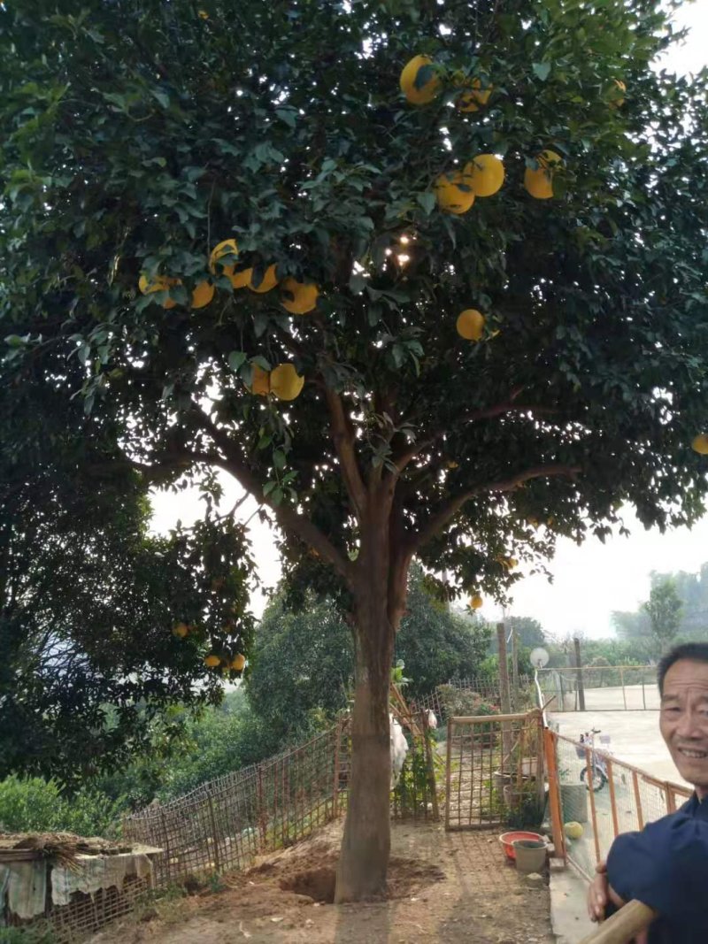 15的柚子树杆直冠圆，全年供应，支持线上保障交易