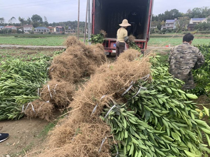 水蜜柚苗/纯甜蜜柚品种纯度品质保障/基地现挖现发保湿发货