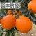 园丰脐橙苗/树人农林基地直发/纯度品质保障签订合同