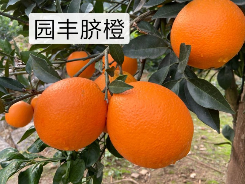园丰脐橙苗/树人农林基地直发/纯度品质保障签订合同