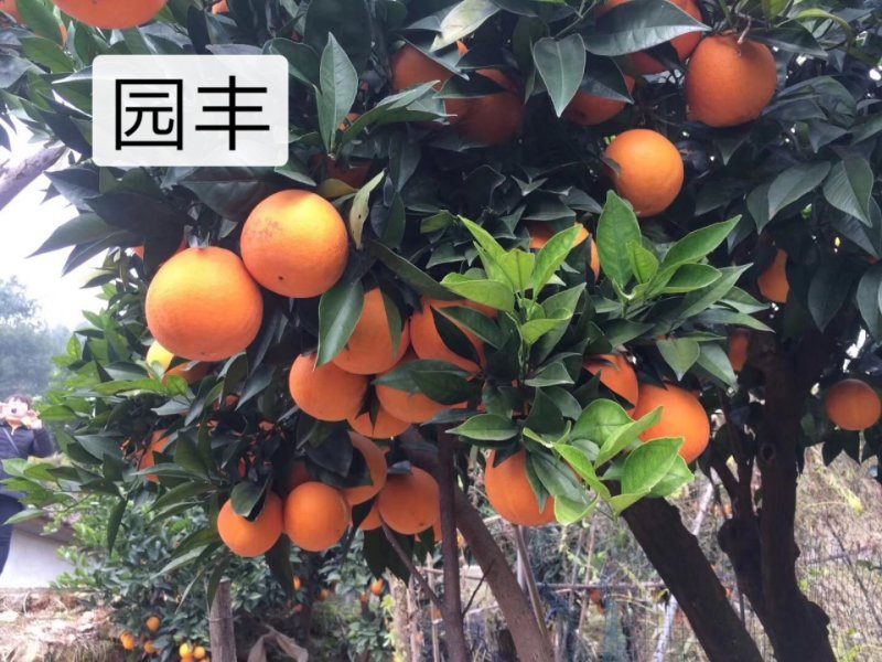 园丰脐橙苗/树人农林基地直发/纯度品质保障签订合同