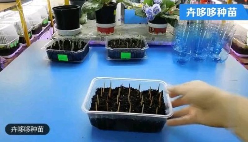粗肋草吉利红穴盘苗组培苗观叶小盆栽万年青属水培土培耐养