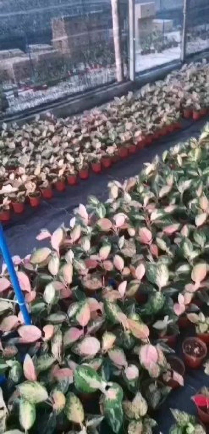 吉利红穴盘苗72目粗肋草万年青组培苗室内观叶植物净化空气