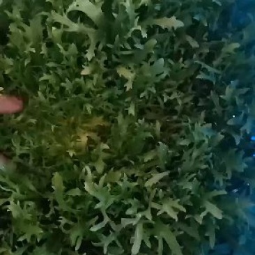 黄心苦菊20-25厘米