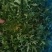 黄心苦菊20-25厘米
