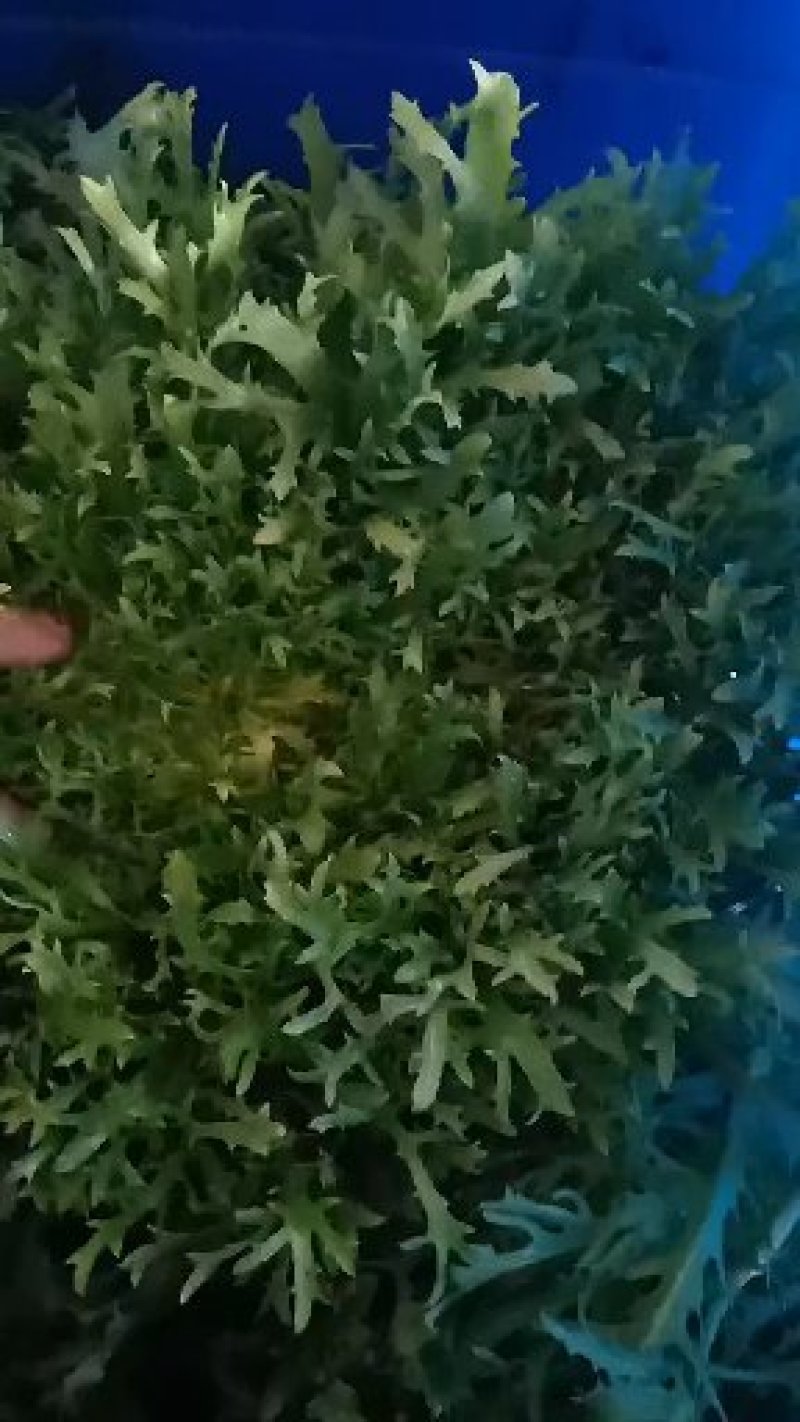 黄心苦菊20-25厘米