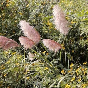 批发蒲苇干花