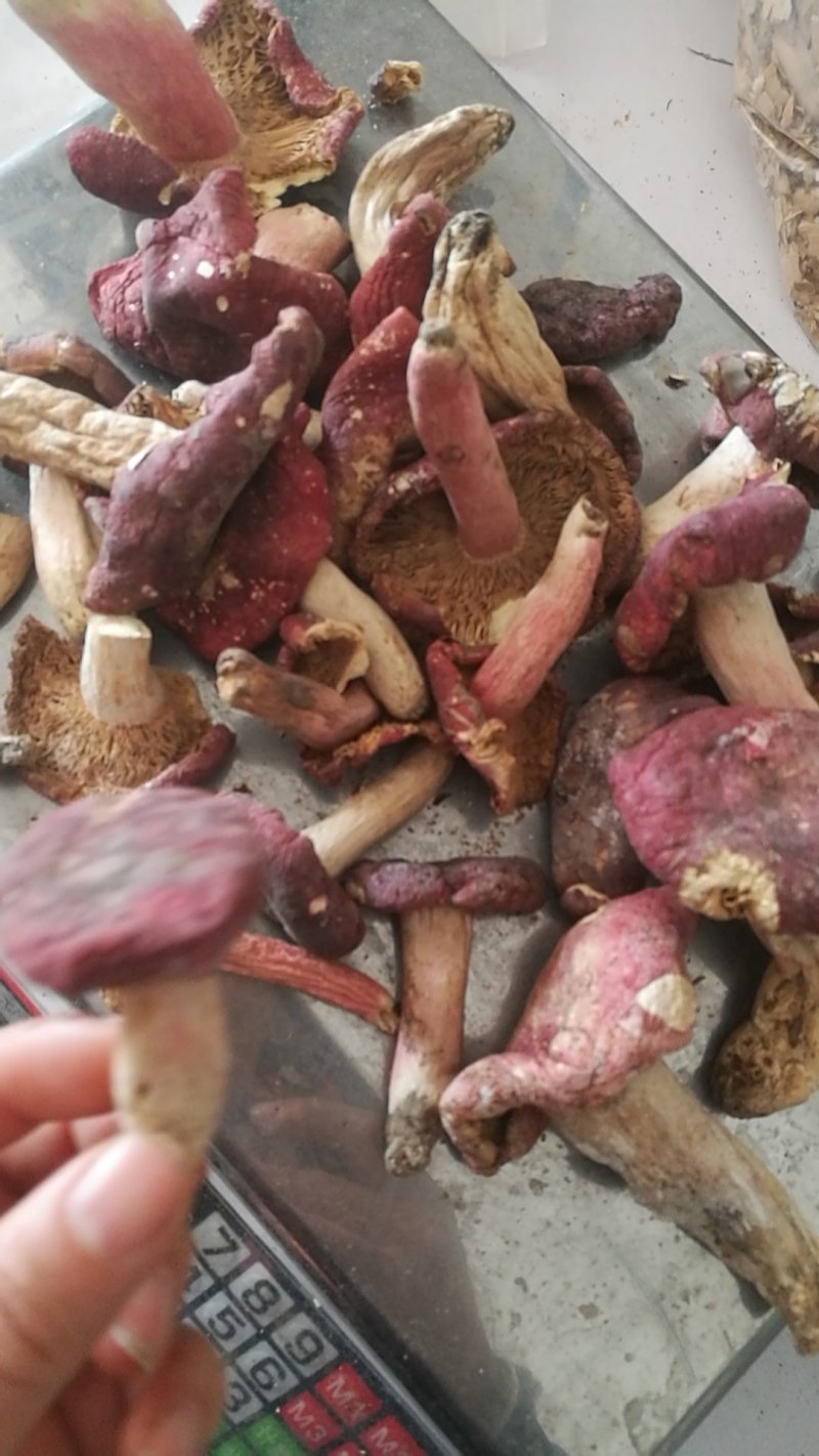 野生红菇批发低价跑量
