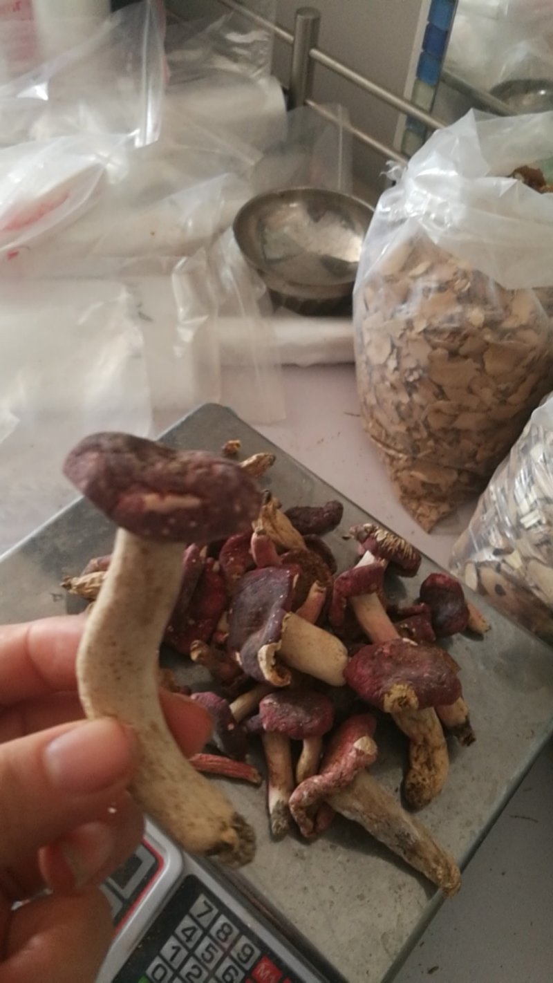 野生红菇批发低价跑量