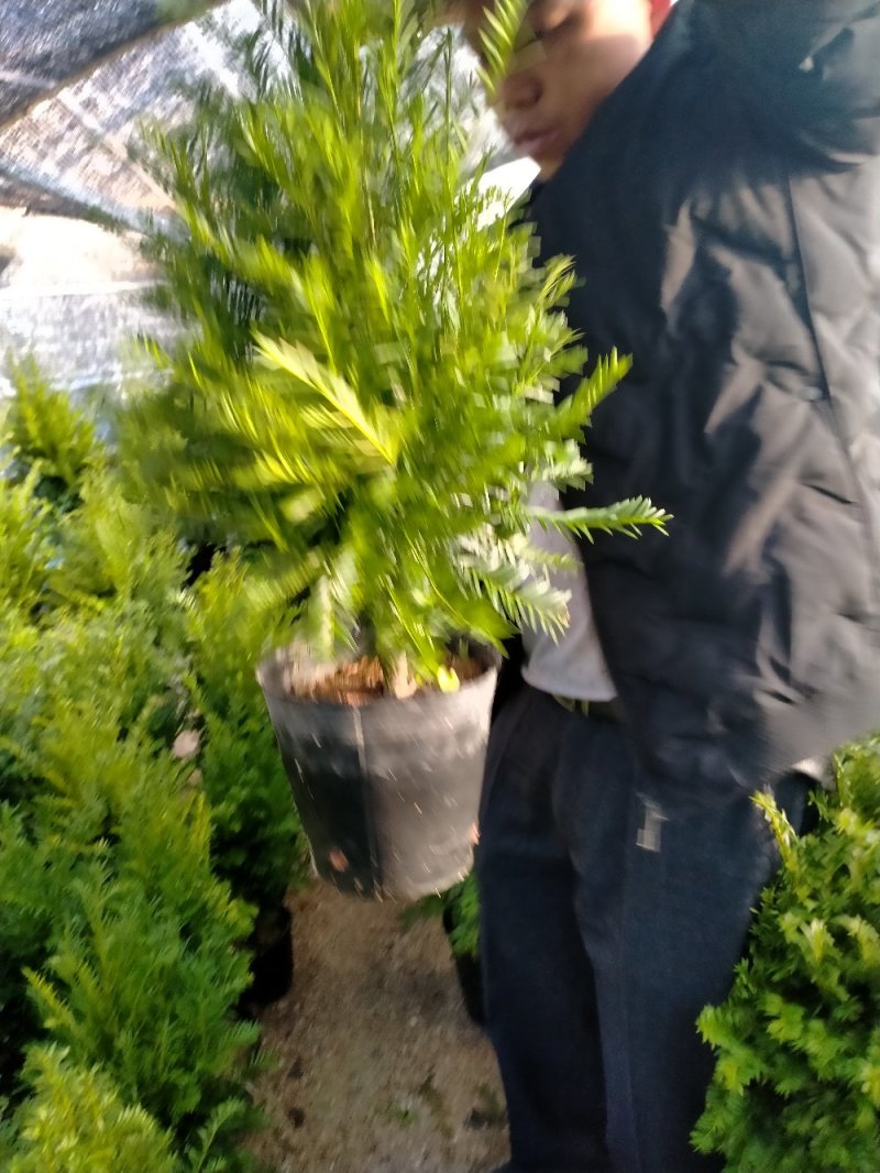 红豆杉自产自销基地直销