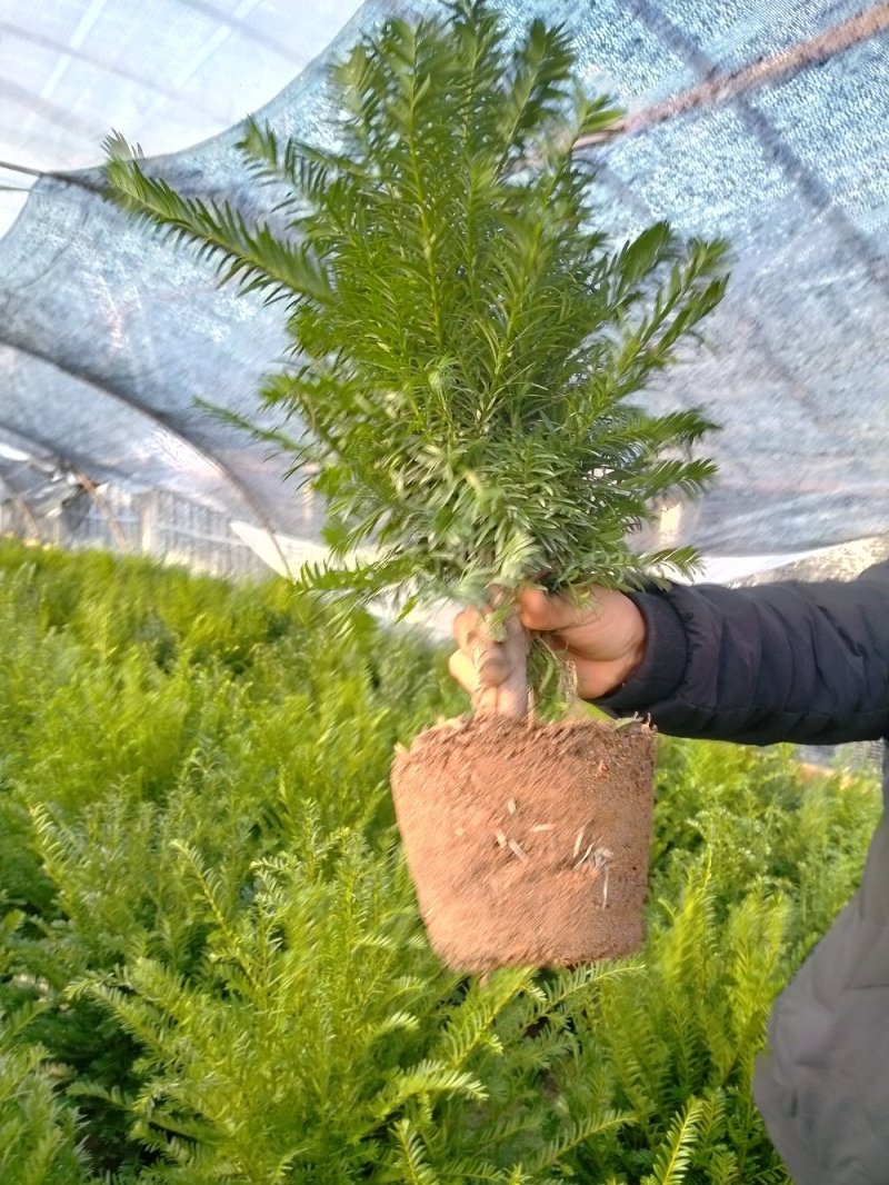 红豆杉自产自销基地直销